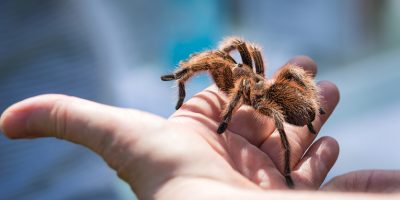Spinnenphobie - Mann mit Spinne auf der Hand